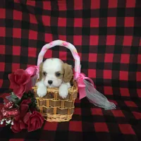 Tina, a female Cavalier King Charles Spaniel for sale in Grabill, IN – Photo 6 of 10