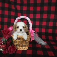 Tina, a female Cavalier King Charles Spaniel for sale in Grabill, IN – Photo 7 of 10