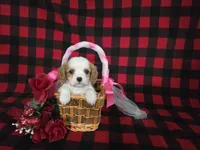 processed/a143fde3-21e9-41d8-baf2-8932ff4e6d8a/listing/2f7f9b05-8cc9-4e3a-9792-20a454aafc8d/cf1749f4-aa00-4347-8c5b-e3c20ac23119