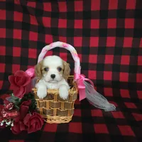 Tina, a female Cavalier King Charles Spaniel for sale in Grabill, IN – Photo 8 of 10