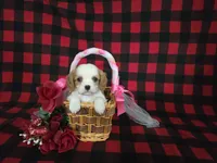 processed/a143fde3-21e9-41d8-baf2-8932ff4e6d8a/listing/2f7f9b05-8cc9-4e3a-9792-20a454aafc8d/e2ec974e-cdad-45bb-a3aa-c62b16f55e1e