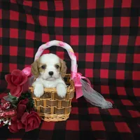 Tina, a female Cavalier King Charles Spaniel for sale in Grabill, IN – Photo 1 of 10