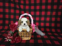 processed/a143fde3-21e9-41d8-baf2-8932ff4e6d8a/listing/2f7f9b05-8cc9-4e3a-9792-20a454aafc8d/e638febf-1d19-434a-81b6-95b1b85c6b83