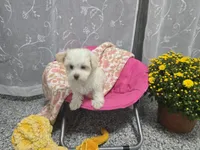 Cece, a female Maltipoo for sale in Grabill, IN – 2 of 5