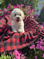 Cody , a male Maltipoo for sale in Grabill, IN – 2 of 6