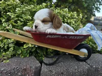 Teddy AKC, a male Cavalier King Charles Spaniel for sale in Grabill, IN – 2 of 9