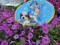 Tanner, a male Cavalier King Charles Spaniel for sale in Grabill, IN – 6 of 6