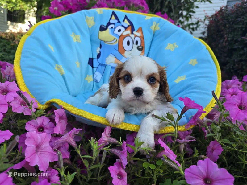 Tanner – Cavalier King Charles Spaniel puppy for sale in Grabill, IN