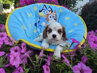 Tanner, a male Cavalier King Charles Spaniel for sale in Grabill, IN – 1 of 6