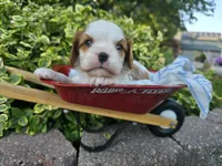 Teddy AKC, a male Cavalier King Charles Spaniel for sale in Grabill, IN – 4 of 9