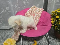 Cece, a female Maltipoo for sale in Grabill, IN – 5 of 5