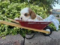 Teddy AKC, a male Cavalier King Charles Spaniel for sale in Grabill, IN – 5 of 9