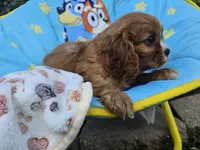 Theo , a male Cavalier King Charles Spaniel for sale in Grabill, IN – 7 of 8