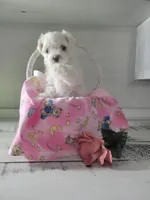 Miss Elaina, a female Maltese for sale in Grabill, IN – Photo 7 of 10