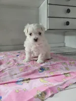 Miss Elaina, a female Maltese for sale in Grabill, IN – Photo 4 of 10