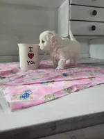 Miss Elaina, a female Maltese for sale in Grabill, IN – Photo 1 of 10