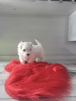 Miss Elaina, a female Maltese for sale in Grabill, IN – Photo 9 of 10