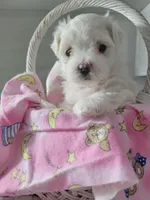 Miss Elaina, a female Maltese for sale in Grabill, IN – Photo 10 of 10