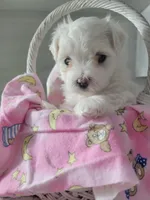Miss Elaina, a female Maltese for sale in Grabill, IN – Photo 3 of 10