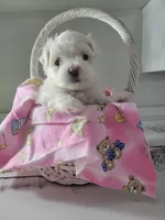 Miss Elaina, a female Maltese for sale in Grabill, IN – Photo 8 of 10