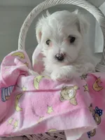 Miss Elaina, a female Maltese for sale in Grabill, IN – Photo 6 of 10
