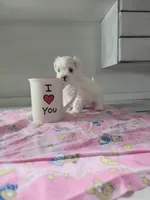 Miss Elaina, a female Maltese for sale in Grabill, IN – Photo 2 of 10