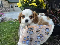 Tanner AKC, a male Cavalier King Charles Spaniel for sale in Grabill, IN – 4 of 8
