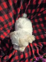 Cody , a male Maltipoo for sale in Grabill, IN – 5 of 6