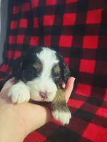 Daphne, a female Poodle - Miniature  and Miniature Aussiedoodle for sale in Grabill, IN – Photo 1 of 7