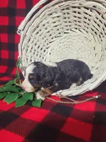 Daphne, a female Poodle - Miniature  and Miniature Aussiedoodle for sale in Grabill, IN – Photo 2 of 7