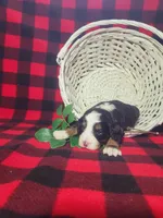 Daphne, a female Poodle - Miniature  and Miniature Aussiedoodle for sale in Grabill, IN – Photo 6 of 7