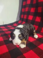 Daphne, a female Poodle - Miniature  and Miniature Aussiedoodle for sale in Grabill, IN – Photo 7 of 7