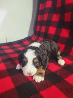 Daphne, a female Poodle - Miniature  and Miniature Aussiedoodle for sale in Grabill, IN – Photo 5 of 7