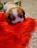 Destiny(AKC), a female Cavalier King Charles Spaniel for sale in Grabill, IN – Photo 4 of 9