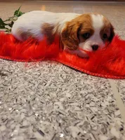Destiny(AKC), a female Cavalier King Charles Spaniel for sale in Grabill, IN – Photo 8 of 9