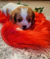 Destiny(AKC), a female Cavalier King Charles Spaniel for sale in Grabill, IN – Photo 9 of 9