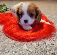 Destiny(AKC), a female Cavalier King Charles Spaniel for sale in Grabill, IN – Photo 2 of 9