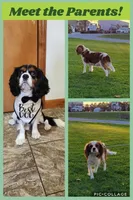 Destiny(AKC), a female Cavalier King Charles Spaniel for sale in Grabill, IN – Photo 5 of 9