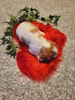 Destiny(AKC), a female Cavalier King Charles Spaniel for sale in Grabill, IN – Photo 6 of 9