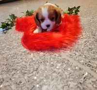 Destiny(AKC), a female Cavalier King Charles Spaniel for sale in Grabill, IN – Photo 7 of 9