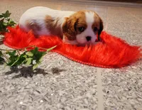 Destiny(AKC), a female Cavalier King Charles Spaniel for sale in Grabill, IN – Photo 3 of 9