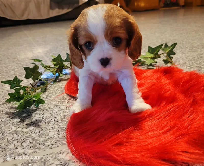 Destiny(AKC), a female Cavalier King Charles Spaniel for sale in Grabill, IN – Photo 1 of 9