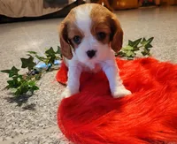 Destiny(AKC), a female Cavalier King Charles Spaniel for sale in Grabill, IN – Photo 1 of 9