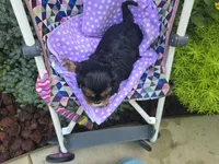 Dahlia (AKC) Genectic Clear, a female Cavalier King Charles Spaniel for sale in Grabill, IN – Photo 4 of 8