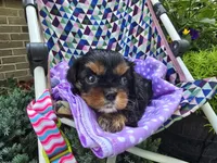 Dahlia (AKC) Genectic Clear, a female Cavalier King Charles Spaniel for sale in Grabill, IN – Photo 2 of 8