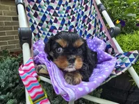 Dahlia (AKC) Genectic Clear, a female Cavalier King Charles Spaniel for sale in Grabill, IN – Photo 5 of 8