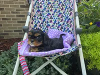 Dahlia (AKC) Genectic Clear, a female Cavalier King Charles Spaniel for sale in Grabill, IN – Photo 8 of 8
