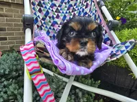Dahlia (AKC) Genectic Clear, a female Cavalier King Charles Spaniel for sale in Grabill, IN – Photo 3 of 8