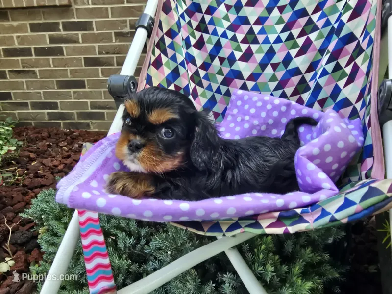 Dahlia (AKC) Genectic Clear