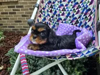 Dahlia (AKC) Genectic Clear, a female Cavalier King Charles Spaniel for sale in Grabill, IN – Photo 1 of 8
